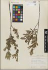 Foto von Salix geyeriana Andersson